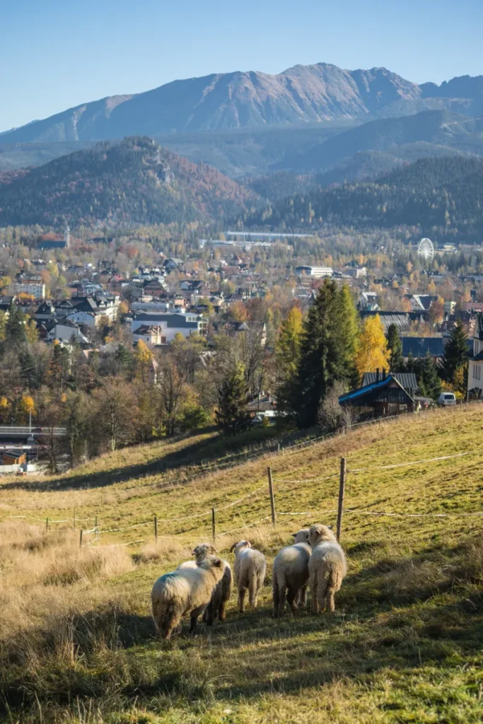 Zakopane Mountain Tour